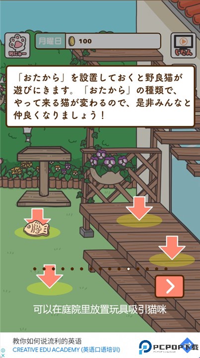 猫咪饲养日常