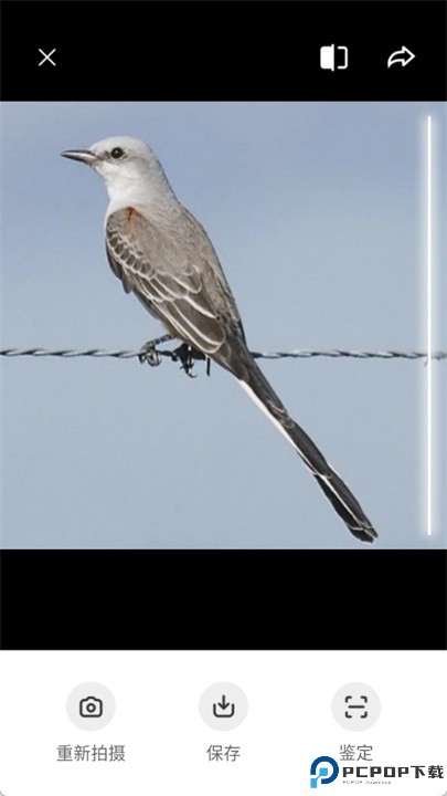 picture bird