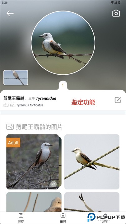 picture bird