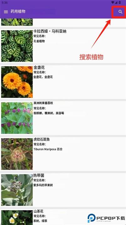 药用植物识别