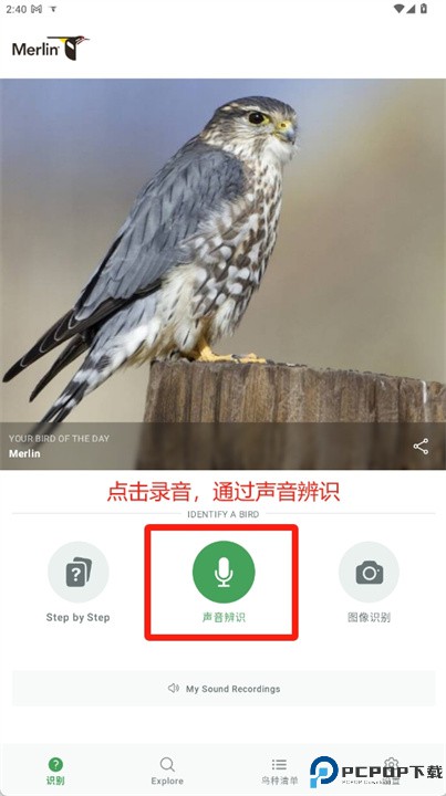 merlin鸟类识别
