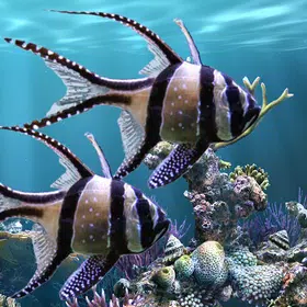 真正的水族馆动态壁纸