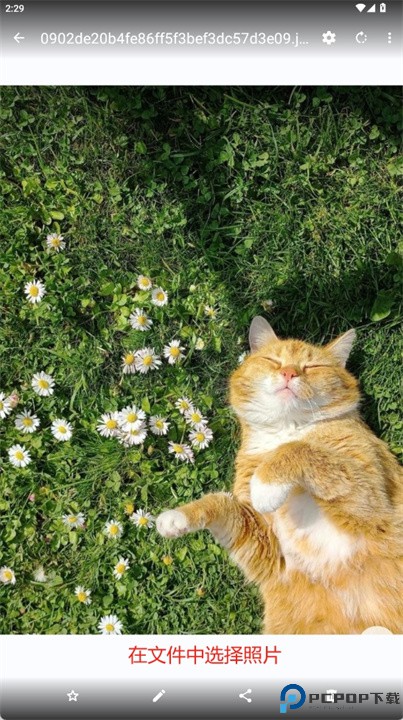 猫画廊安卓版