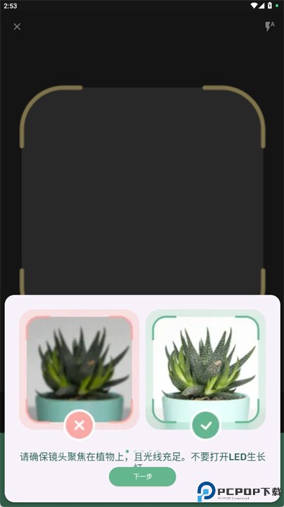 blossom植物