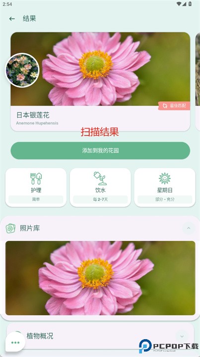 blossom植物