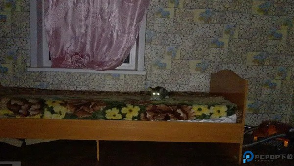 刺猬的五夜后宫