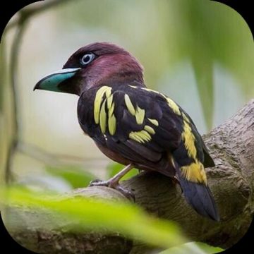 小鸟电视最新版