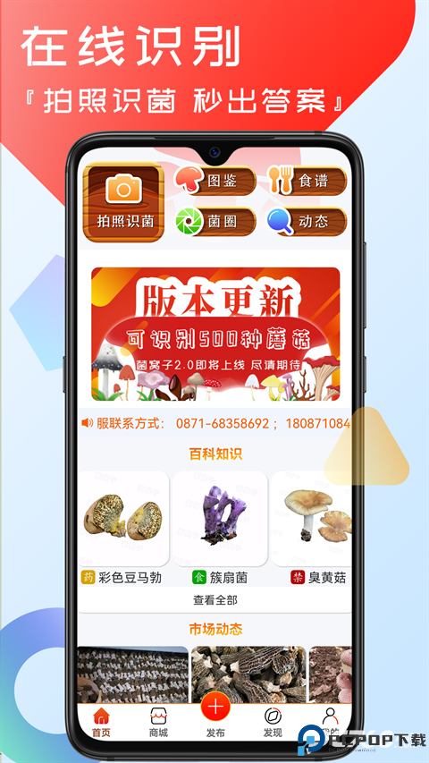 菌窝子