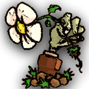 植物大战僵尸sls版免费下载