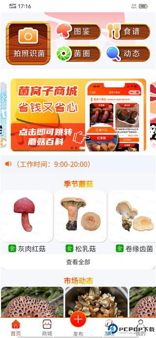 菌窝子