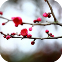 梅花易数笔记最新版