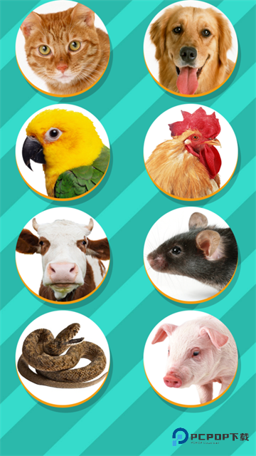 pettranslator官方正版v1.1