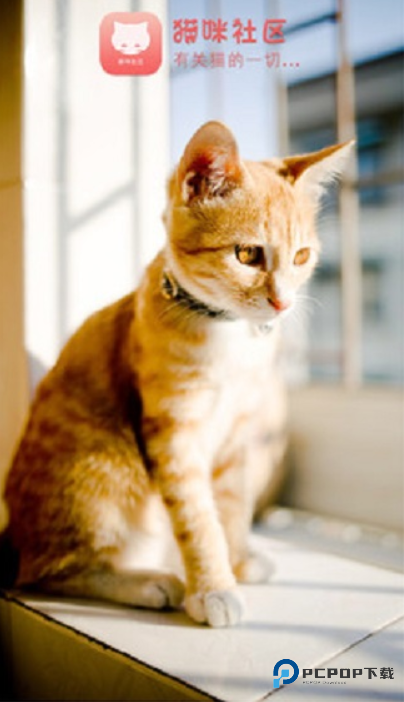 猫咪社区(Catmunity)官方正版下载