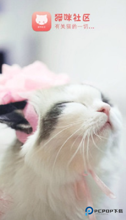 猫咪社区(Catmunity)官方正版下载
