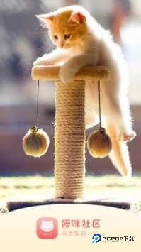 猫咪社区正版v6.0.0