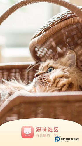 猫咪社区免费APP截图3