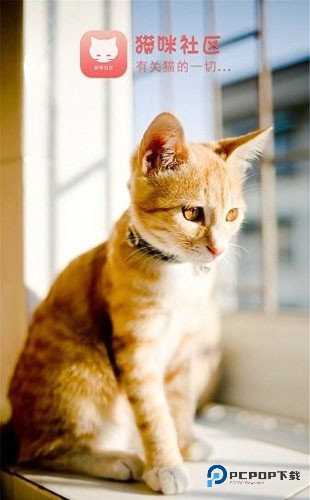 猫咪社区正版v6.0.0