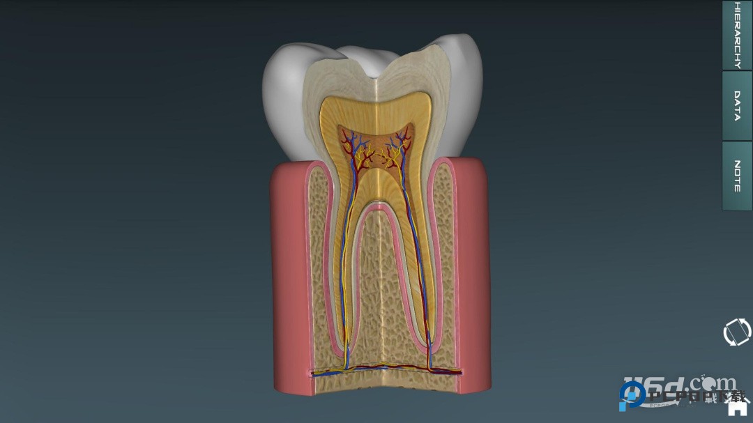 人体解剖学图集 v2025.11.28