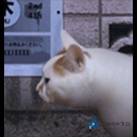 翌日猫之怪奇谭