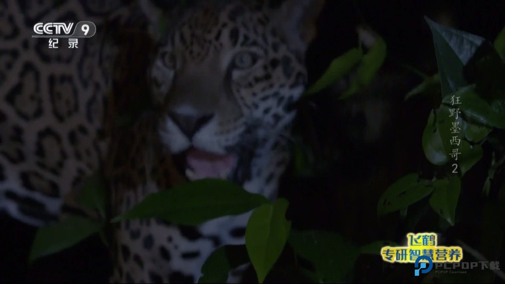 星火电视海外版2025