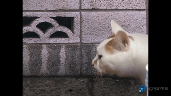 翌日猫之怪奇谭