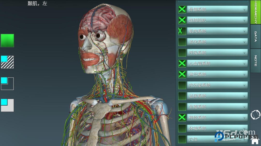 人体解剖学图集 v2025.11.28