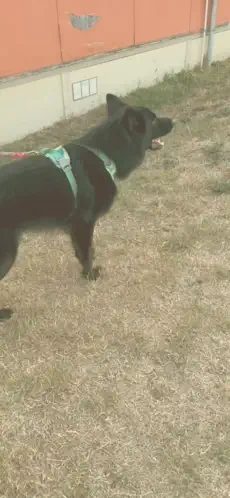 traini狗语翻译器