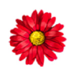 鲜花直播免付费版