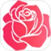 玫瑰直播版