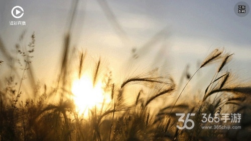 锋彩直播会员版