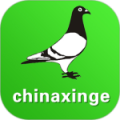 中国信鸽信息网免费版下载直装