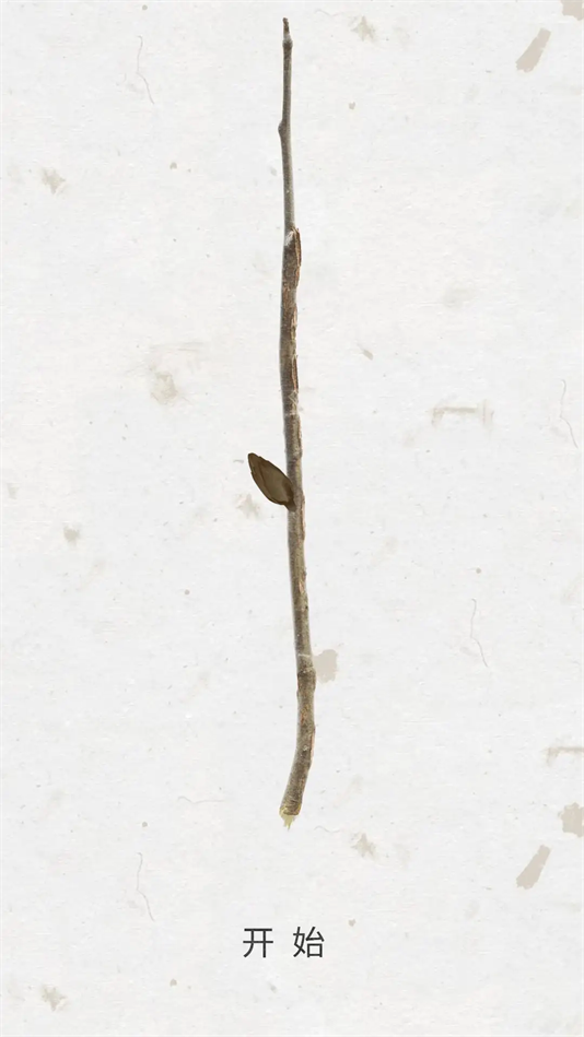 绽放之歌安卓版免费下载