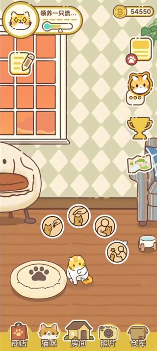 领养一只流浪猫游戏玩法2