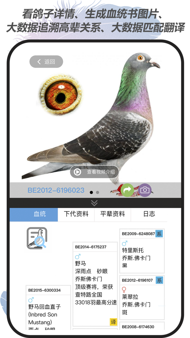 赛鸽云最新版v9.6.9