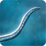 孢子模拟器中文版