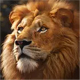 野兽领主国际服