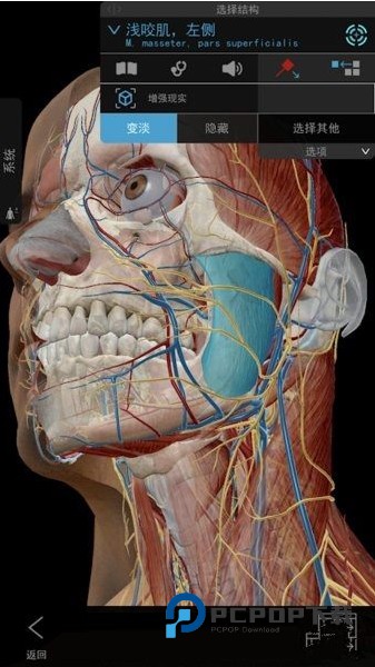 人体解剖学图谱