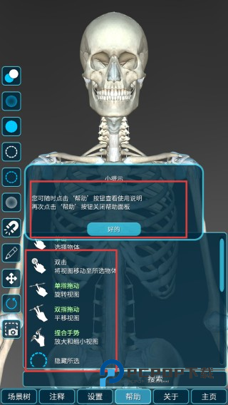 人体解剖学图谱