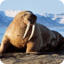 海狮模拟器手游最新版