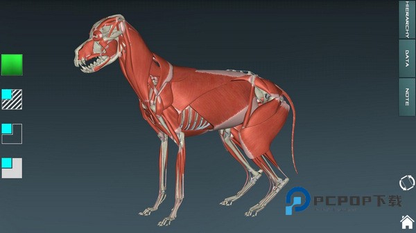 人体解剖学图谱