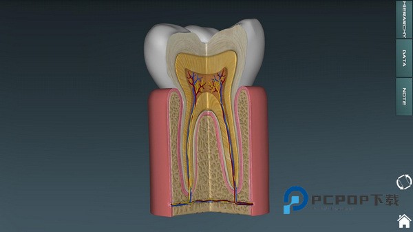 人体解剖学图谱