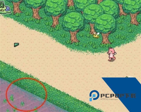 寻找夏日的宝物