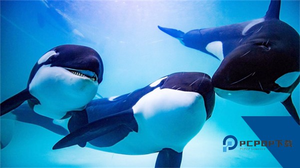 虎鲸模拟器中文版