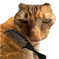 给猫梳毛 官方正版v1.0
