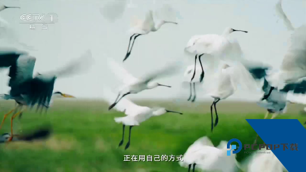 赛雷TV